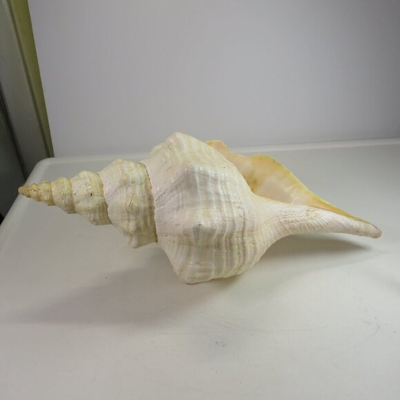 Real Sea Shell 15" long Horse Conch cream & peach coloring Coastal - Picture 3 of 15